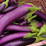 Eggplant Plant Live for Planting, 4 to 7 Inches Tall, Live Eggplant Plant for Planting, Purple Eggplants Plants, Vegetable Plant, 4 Inch Pot