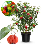 2 Years Old Surinam Cherry Tree Live Plant, Ready to Bear Fruit Cherry Tree, 2 Feet Tall, Edible, Cold Hardy, Outdoor Growing