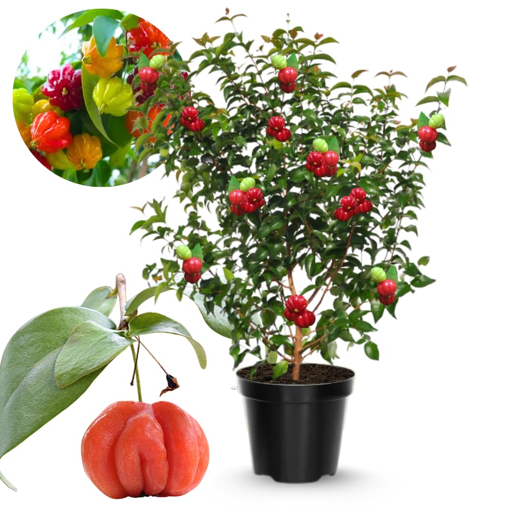 2 Years Old Surinam Cherry Tree Live Plant, Ready to Bear Fruit Cherry Tree, 2 Feet Tall, Edible, Cold Hardy, Outdoor Growing