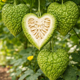 20 Bitter Melon Vegetable Seeds, Bitter Gourd Seeds for Outdoor Planting (Heart)