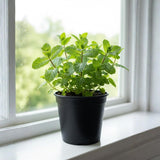 Fragrant Mint Plant Live, 4-6 Inches, Culinary Mint Herb for Indoor Outdoor Gardens (Peppermint)
