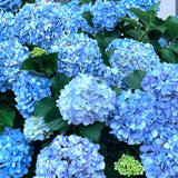 Blue Hydrangea Tree Live Plant, Hydrangea Plant Live Garden, Perennial Flower Shrub Plant,Quart Pot