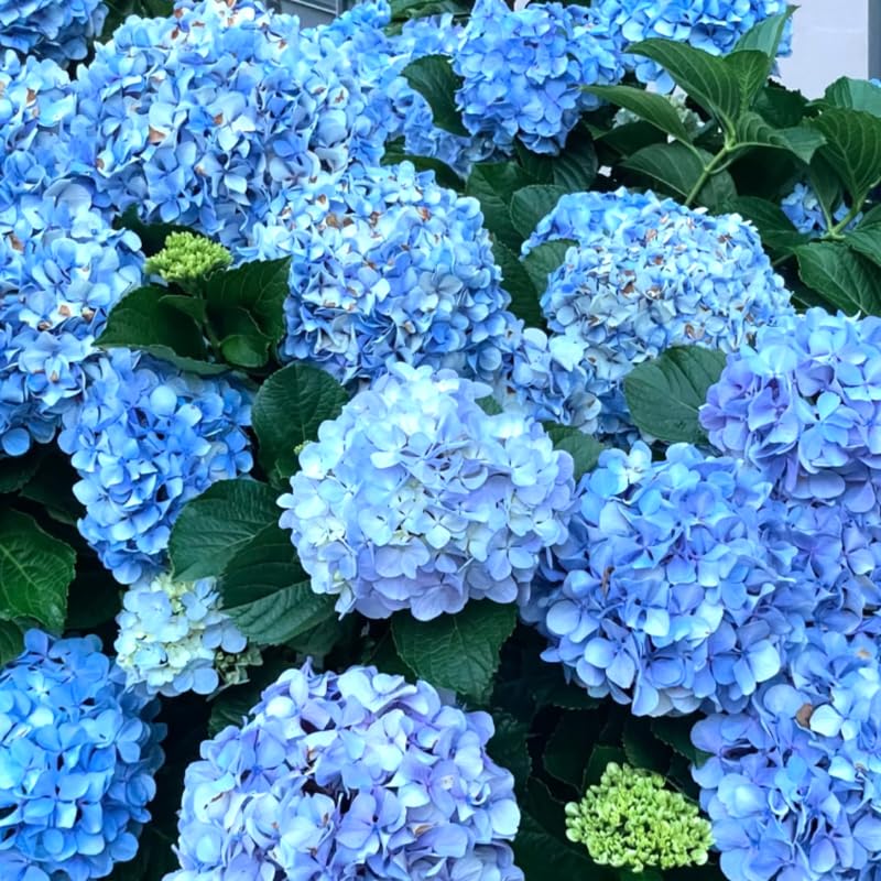 Blue Hydrangea Tree Live Plant, Hydrangea Plant Live Garden, Perennial Flower Shrub Plant,Quart Pot