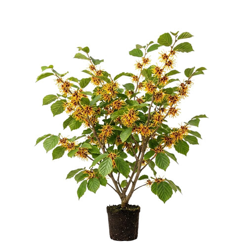 Witchhazel Live Plant, Yellow Flowering Bushes, 12-16 Inches Tall, Witch Hazel Plant for Outdoor Garden, Dormant in Winter