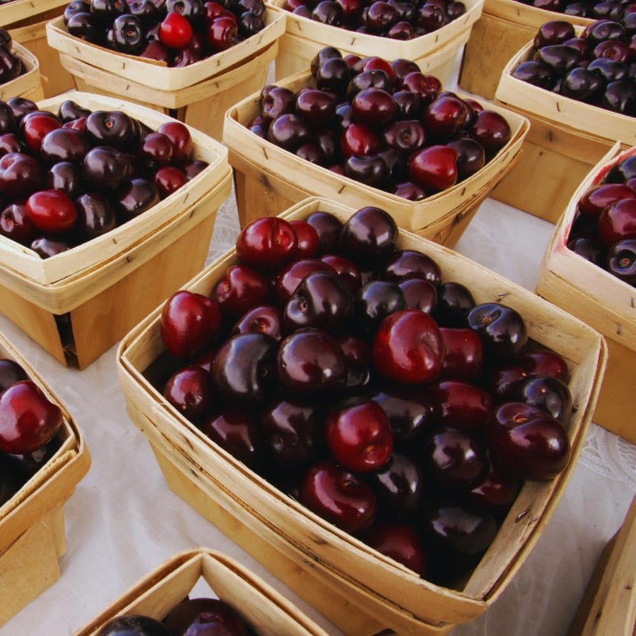 2 Black Cherry Trees Live Plants Bare Roots, Sweet Cherry Fruit Tree Plant for Gardening Outdoor, 1 to 1.5 FeetTall