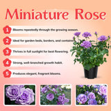 Miniature Rose Plant, Live 3.5” Potted Rose, Compact, Colorful Flowering Rose Bush for Indoor Outdoor Gardens (Purple)