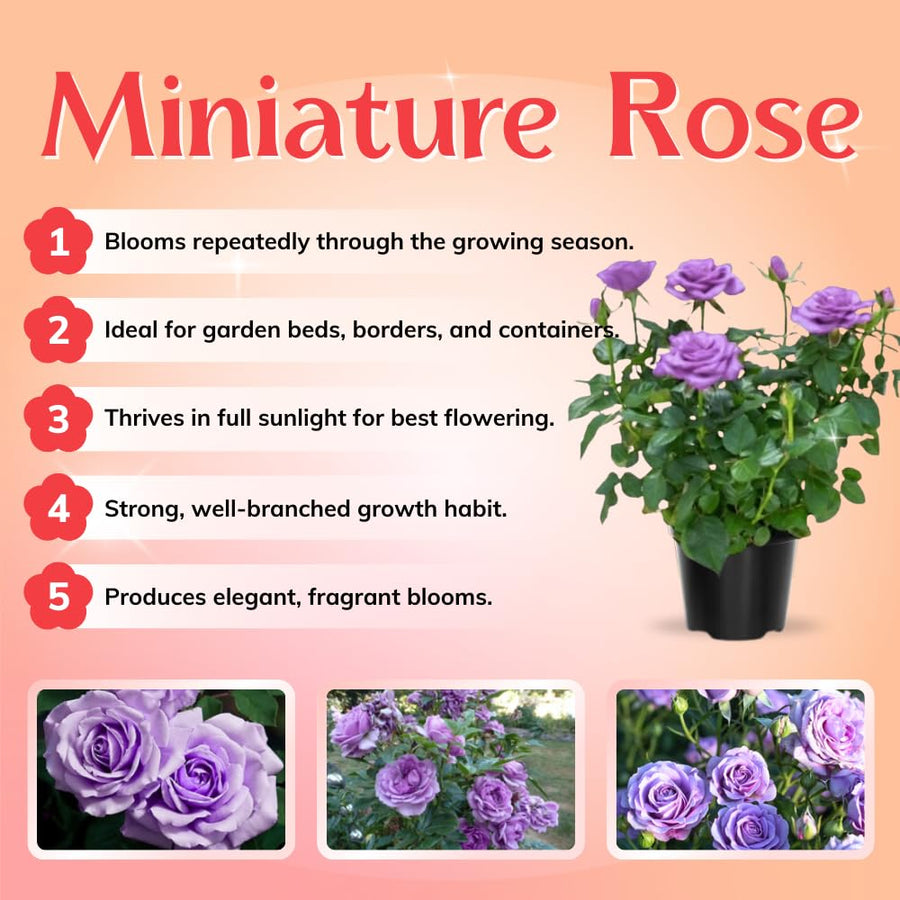 Miniature Rose Plant, Live 3.5” Potted Rose, Compact, Colorful Flowering Rose Bush for Indoor Outdoor Gardens (Purple)