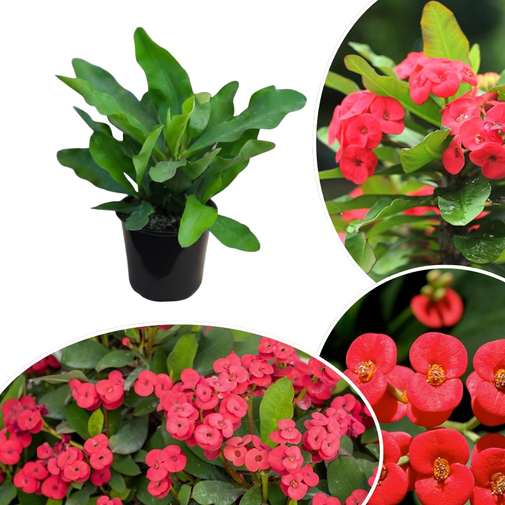 Euphorbia Crown of Thorns Plant, Hardy Perennial Succulent Plant 3-5 Inches, Vibrant Red Flowers, Gardens and Indoor Planting