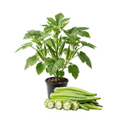 2 Green Okra Plants Live for Planting, Vegetable Plant, 4-8 Inches Tall, High Yield Garden Okra for Beds, Containers, Patio