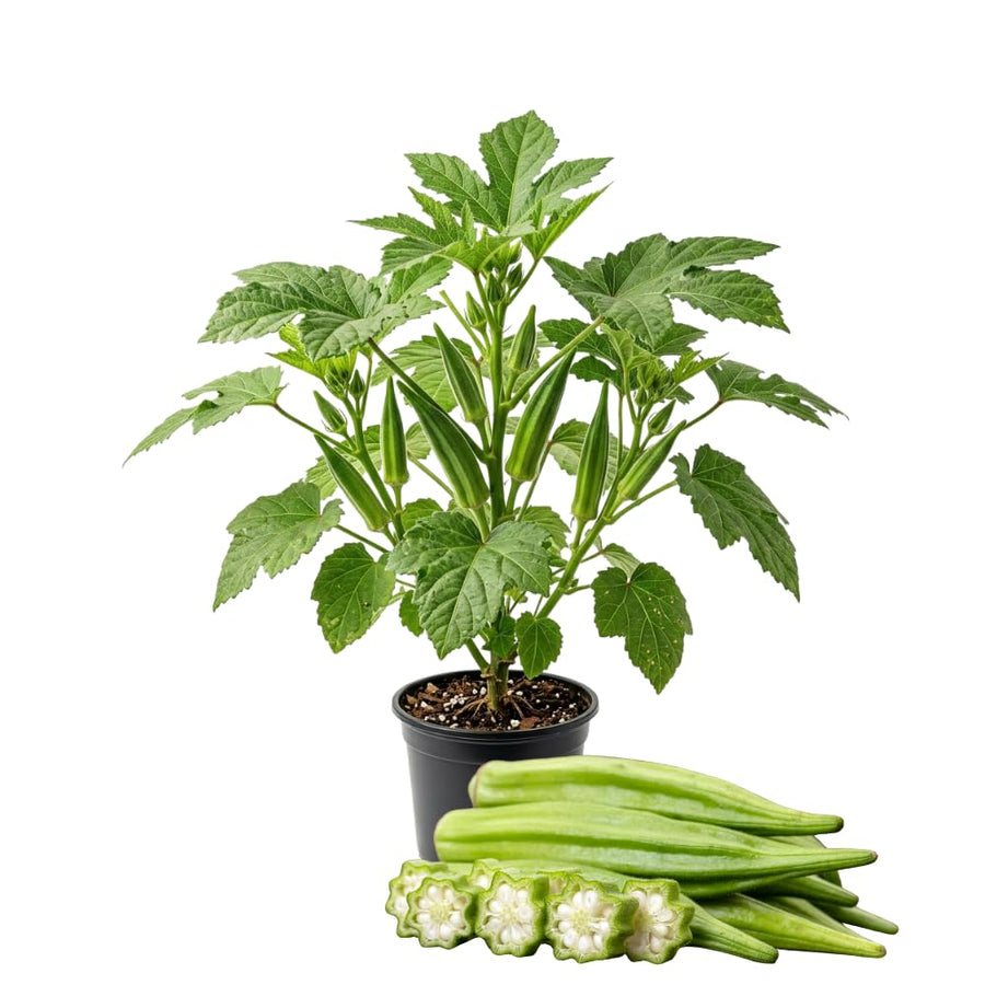 2 Green Okra Plants Live for Planting, Vegetable Plant, 4-8 Inches Tall, High Yield Garden Okra for Beds, Containers, Patio