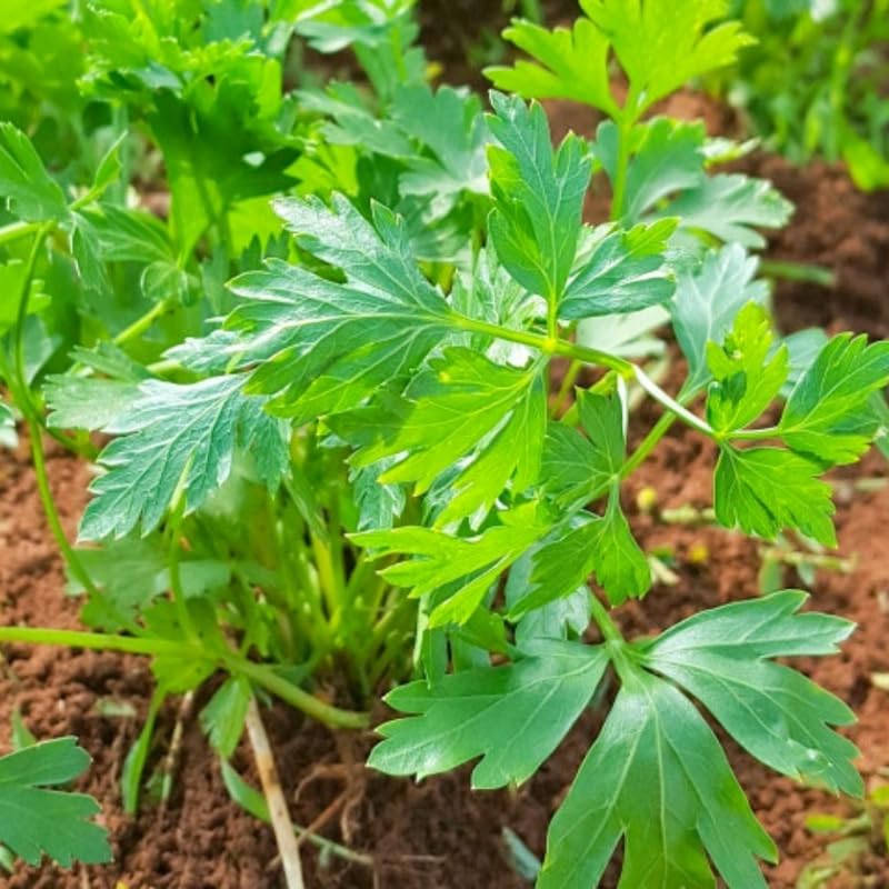 Parsley Plant Live in Pot, Live Parsley Plant, 3.5 Inches Pot, 4 to 6 Inches Tall for Planting Outdoor Or Indoor