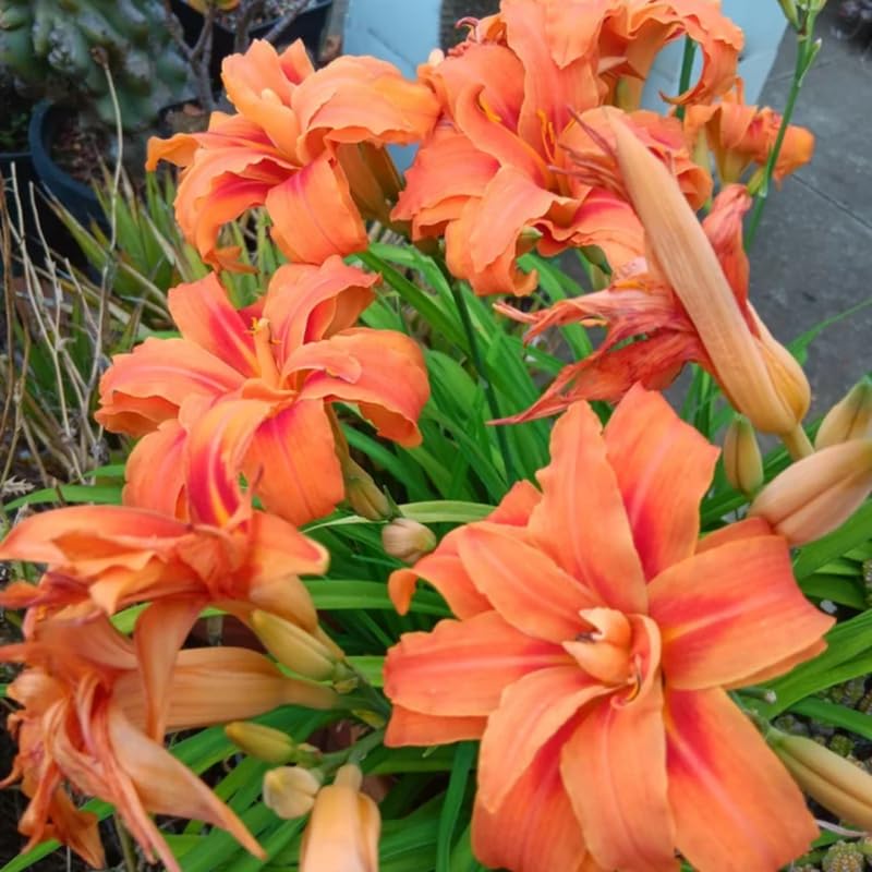 Pack 10 Daylily Bulbs for Planting Spring, Fast Blooming Hardy Perennial Lily Bare Roots for Outdoor Growing (Double Orange Day Lily)