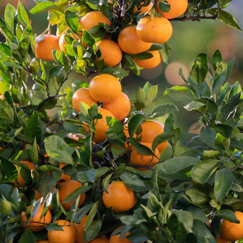 Satsuma Mandarin Orange Tree, 3 Ft Grafted Tree, Citrus Mandarin Orange, Sweet Fruits