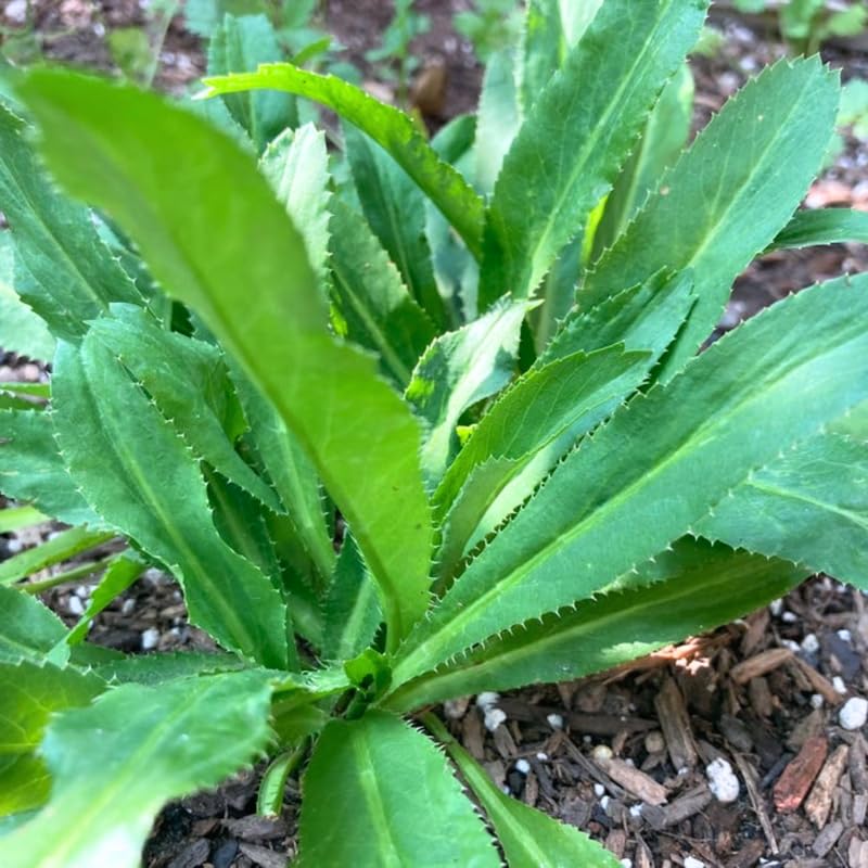 2 Live Culantro Herb Plants, Culantro Plants Live, 4" Tall in 4" Pots, Fresh Long-Leaf Culinary Herb