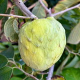 Cherimoya Tree Live Plant, 8-10 inches Tall in Half-Gallon Pot, Sweet Tropical Fruit for Gardening, No CA
