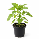 Epazote Plant Live 4-7 Inches, Fragrant Herb Well Rooted in 4″ Pot, Outdoor Garden or Container Growing