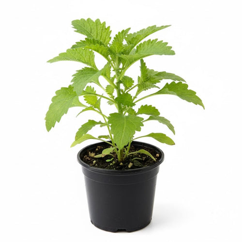 Epazote Plant Live 4-7 Inches, Fragrant Herb Well Rooted in 4″ Pot, Outdoor Garden or Container Growing