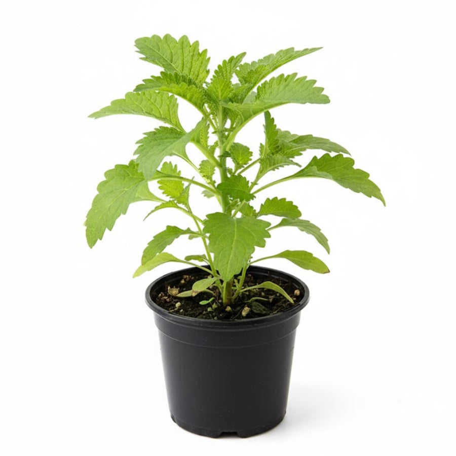 Epazote Plant Live 4-7 Inches, Fragrant Herb Well Rooted in 4″ Pot, Outdoor Garden or Container Growing