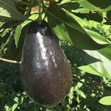 Avocado Tree Live Plant, 3 Feet Avocado Tree, Cold Hardy Purple Avocado for Outdoor Planting and Home Orchard
