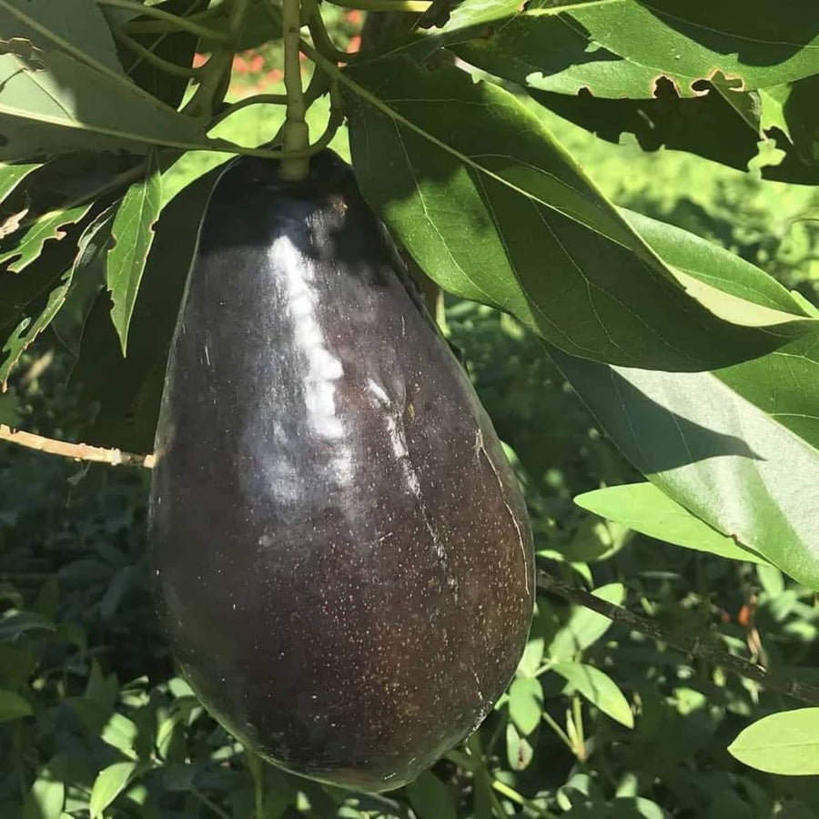 Avocado Tree Live Plant, 3 Feet Avocado Tree, Cold Hardy Purple Avocado for Outdoor Planting and Home Orchard