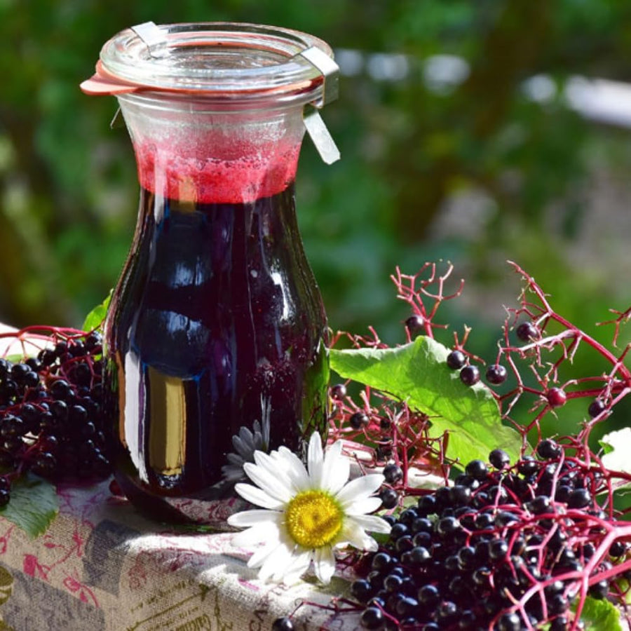Large Elderberry Plant Live in 1 Gal Pot, 1.5-2.5 Feet Tall, Elderberry Fruit Tree for Outdoor Planting, Well-Rooted