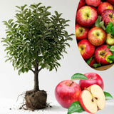 2-3 Ft Apple Tree Live Plant Bare Root, Live Apple Plant, Cold Hardy Fruit Plants for Home Garden Planting Spring (Gala)