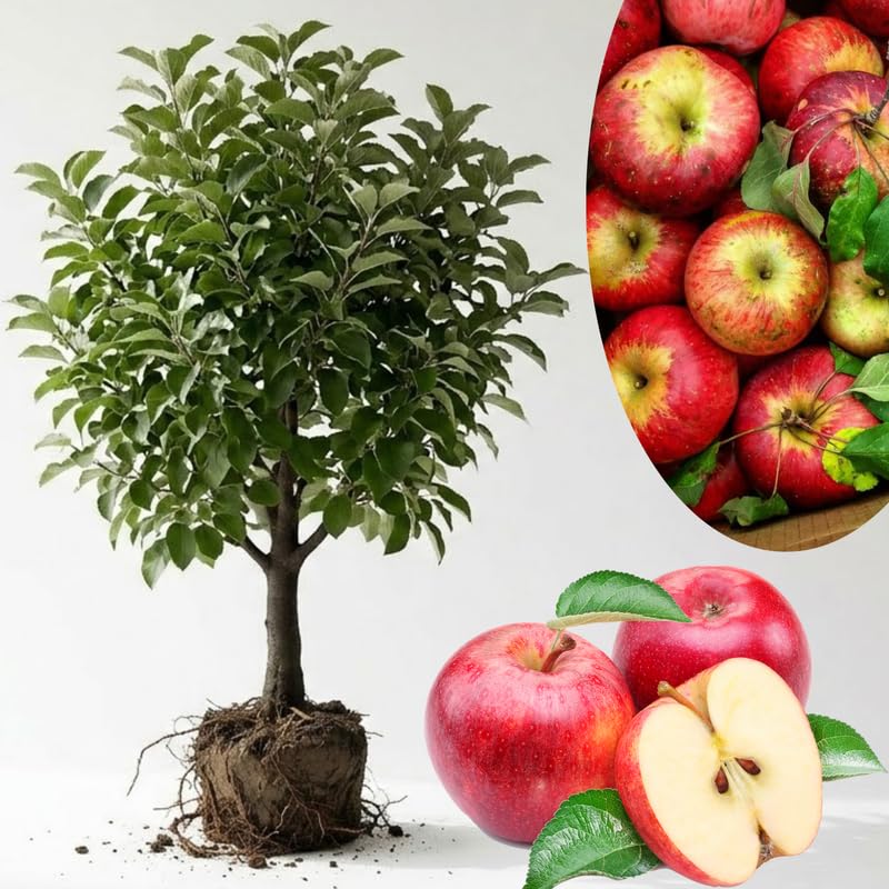 2-3 Ft Apple Tree Live Plant Bare Root, Live Apple Plant, Cold Hardy Fruit Plants for Home Garden Planting Spring (Gala)