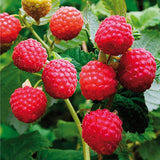 Red Raspberry Plant Live for Planting, Potted 18-26 Inch Tall, Raspberry Bushes Live Plant, Medium Raspberry Fruit Trees