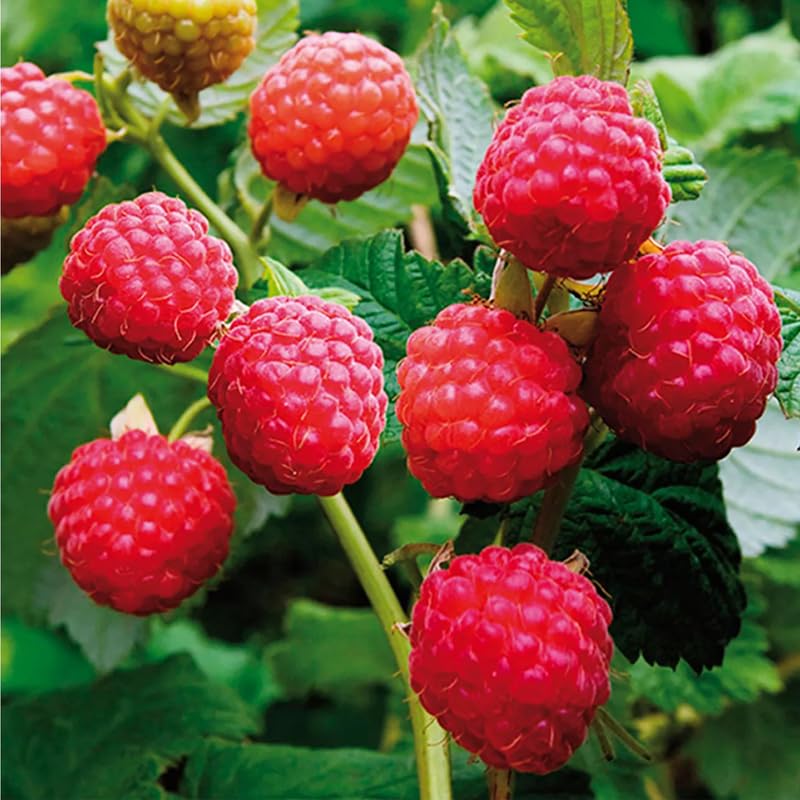 Red Raspberry Plant Live for Planting, Potted 18-26 Inch Tall, Raspberry Bushes Live Plant, Medium Raspberry Fruit Trees