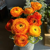 Ranunculus Bulbs, 25 Ranunculus Bulbs, French Peony Style Buttercup Corms, Spring Blooming Garden Flowers, Vibrant Flower Plant (Orange Ranunculus)