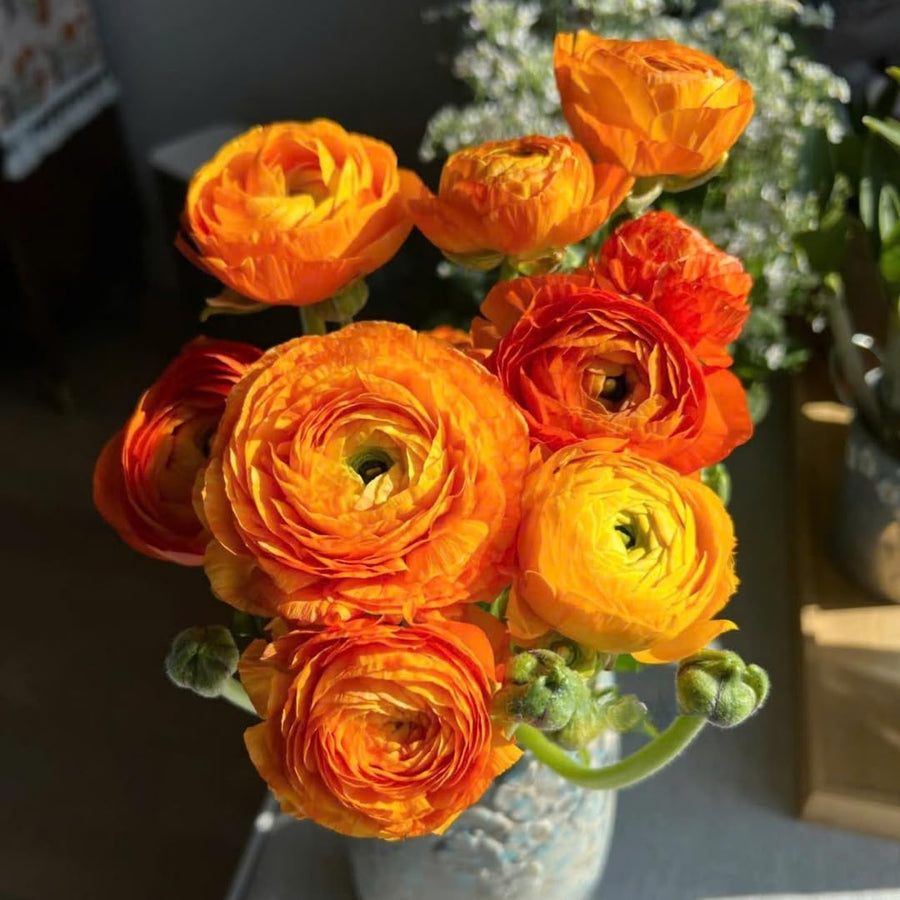 Ranunculus Bulbs, 25 Ranunculus Bulbs, French Peony Style Buttercup Corms, Spring Blooming Garden Flowers, Vibrant Flower Plant (Orange Ranunculus)