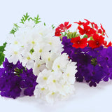2 Mix Verbena Plants Live for Planting, Colorful Blooming Flower Plant, Verbena Live Plants, 5 to 7 Inc Tall