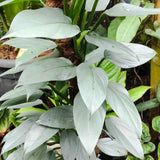 2 Silver Philodendron Live Plant 5-9" Tall, Rare Tropical Indoor Houseplant Home Garden