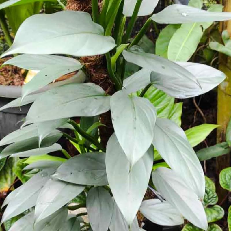 2 Silver Philodendron Live Plant 5-9" Tall, Rare Tropical Indoor Houseplant Home Garden