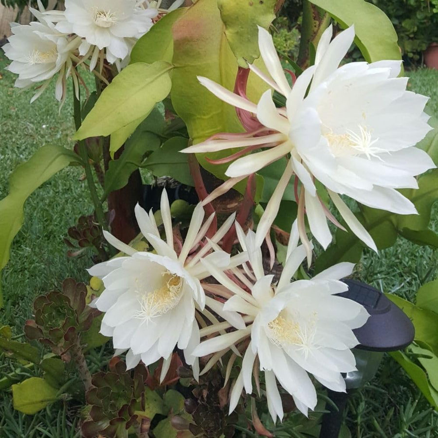 2 Queen of the Night Live Plant in 4 Inch Pot, Orchid Cactus Seedling, 3-6 Inches Tall, Night Blooming Flower Plant