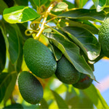 HASS Avocado Tree Live Plant, 8-10 Inches Tall, Hardy Avocado Fruit Tree for Indoor or Outdoor Growing