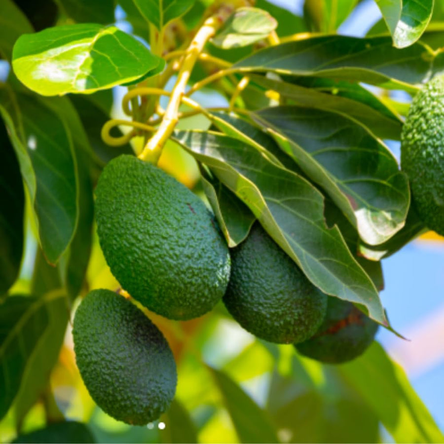 HASS Avocado Tree Live Plant, 8-10 Inches Tall, Hardy Avocado Fruit Tree for Indoor or Outdoor Growing