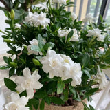 2 Cape Jasmine Plants Live, 5 to 6 Inc Long, Gardenia Plant Live, Frost Proof Gardenia Plant Well Rooted, Zone 6 to 11