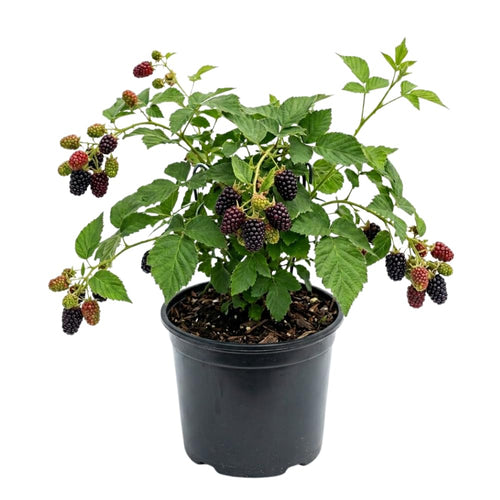 Boysenberry Plant, Thornless Boysenberry Plant Live, 5-7 Inches Tall, Sweet Boysenberries, Fruit Bearing Berry Vine for Outdoor Garden and Trellis Growing