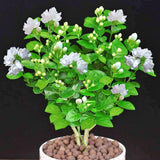2 Maid of Orlean Jasmine Plants Live, Live Jasmine Plants, Sambac Jasmine Live Plants, 4 to 6 Inc Long, Jasmine Live Plants for Grow Garden