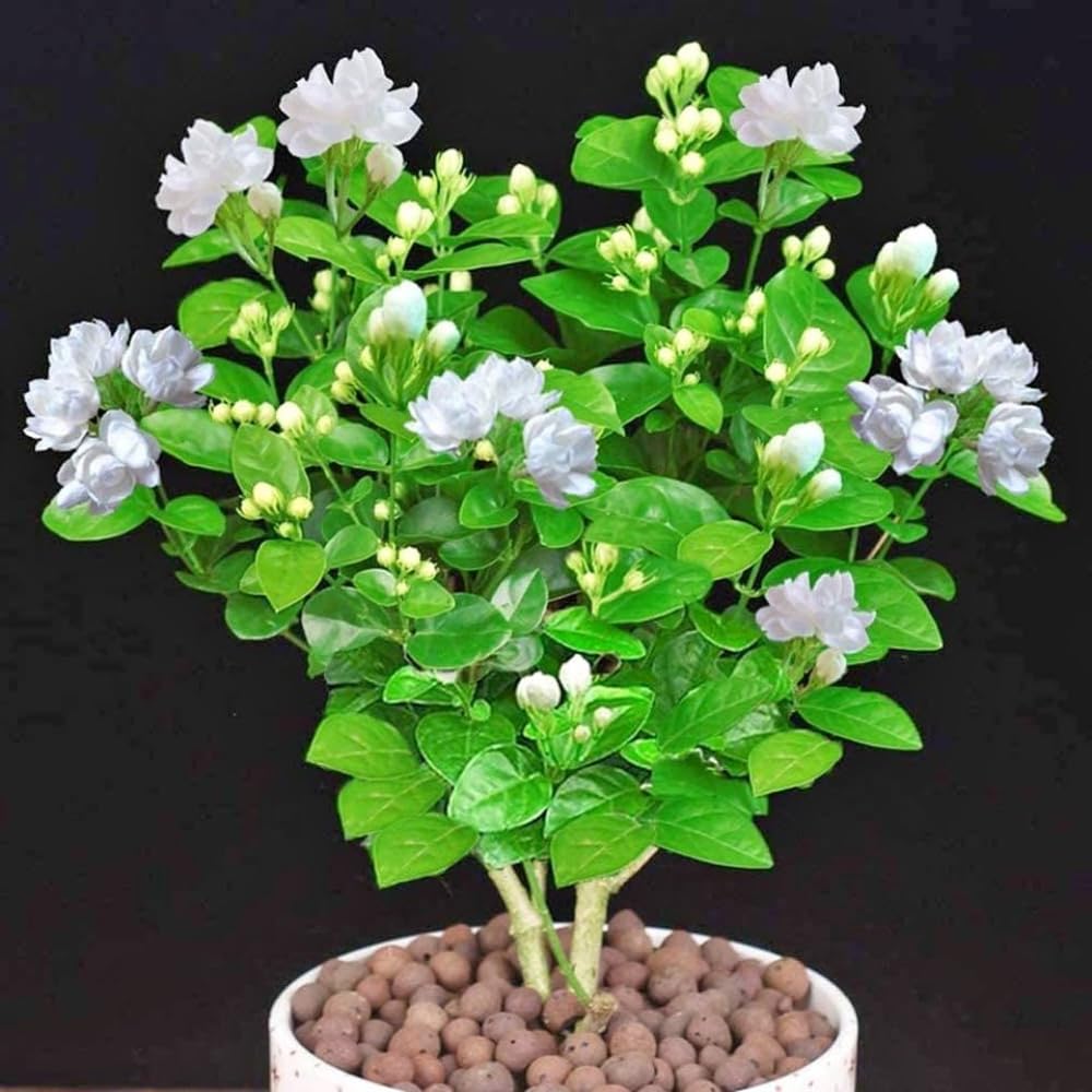 2 Maid of Orlean Jasmine Plants Live, Live Jasmine Plants, Sambac Jasmine Live Plants, 4 to 6 Inc Long, Jasmine Live Plants for Grow Garden