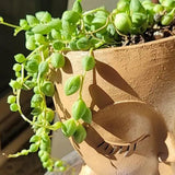 String of Pearls Plant Live in 2" Pot, Succulent Vine, Trailing Indoor Houseplant for Hanging Baskets (Green String of Pearls)