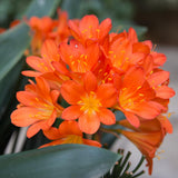Orange Clivia Plant Live, Clivia Flowering Houseplant in 6 Inch Pot, Perennial Flowering Plant for Containers, Patios, and Indoors