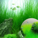 100 Aquarium Grass Seeds for Planting, Freshwater Aquarium Ground Cover Seeds, Fast-Growing Fish Tank Plants, Aquatic Plant Seeds