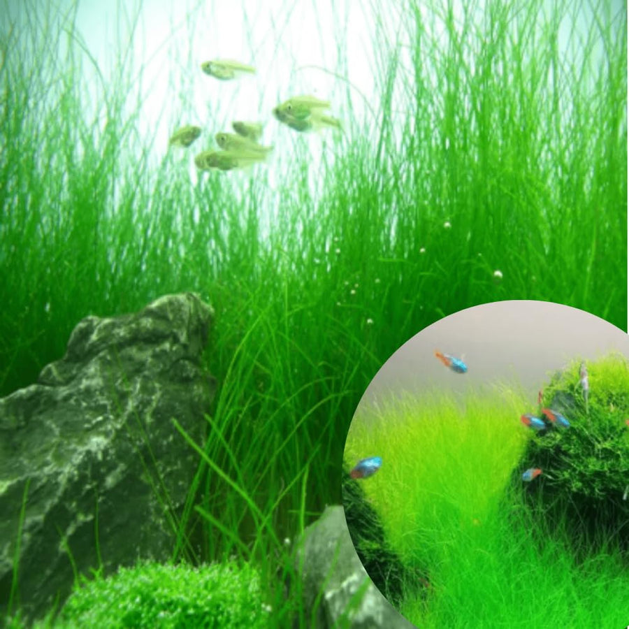 100 Aquarium Grass Seeds for Planting, Freshwater Aquarium Ground Cover Seeds, Fast-Growing Fish Tank Plants, Aquatic Plant Seeds