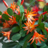 Easter Cactus Plants Live, Easter Cactus - 4 to 6 Inch Tall Houseplant Succulent Cactus Flower Plants, No Pot (Orange Flowers)