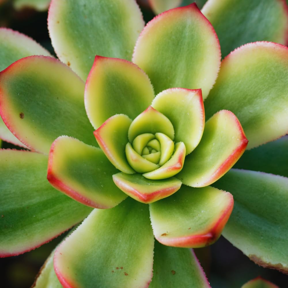 Aeonium Succulents Plant Live, Aeonium Plant in 4 Inc Pot (Yellow Green)