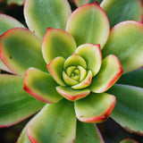 Aeonium Succulents Plant Live, Aeonium Plant in 4 Inc Pot (Yellow Green)