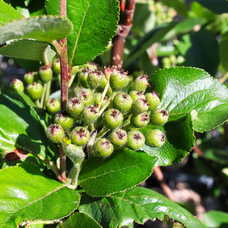 Set of 12 Live Chokeberry Tree Plant Rooted Cuttings, Sweet Edible Berry Fruit, Ready to Grow, Suitable for Outdoor Planting