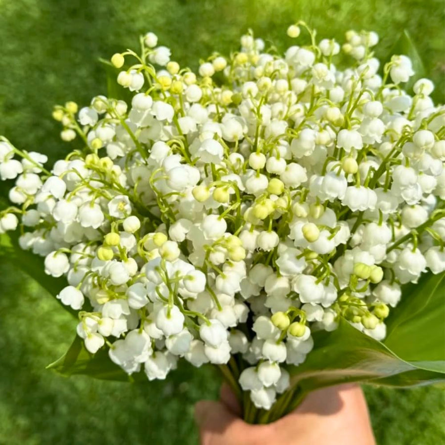 10 Lily of the Valley Roots for Planting in Summer, Hardy Perennial Flower Bulbs, Reblooming Spring Flowers for Gardens, Borders, and Outdoor Landscaping